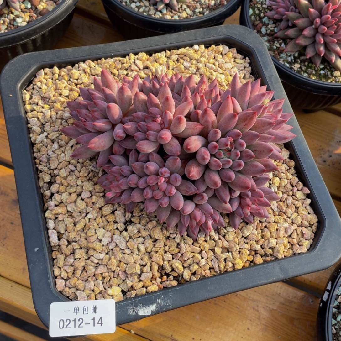 0212-14-虞美人。。。。。？