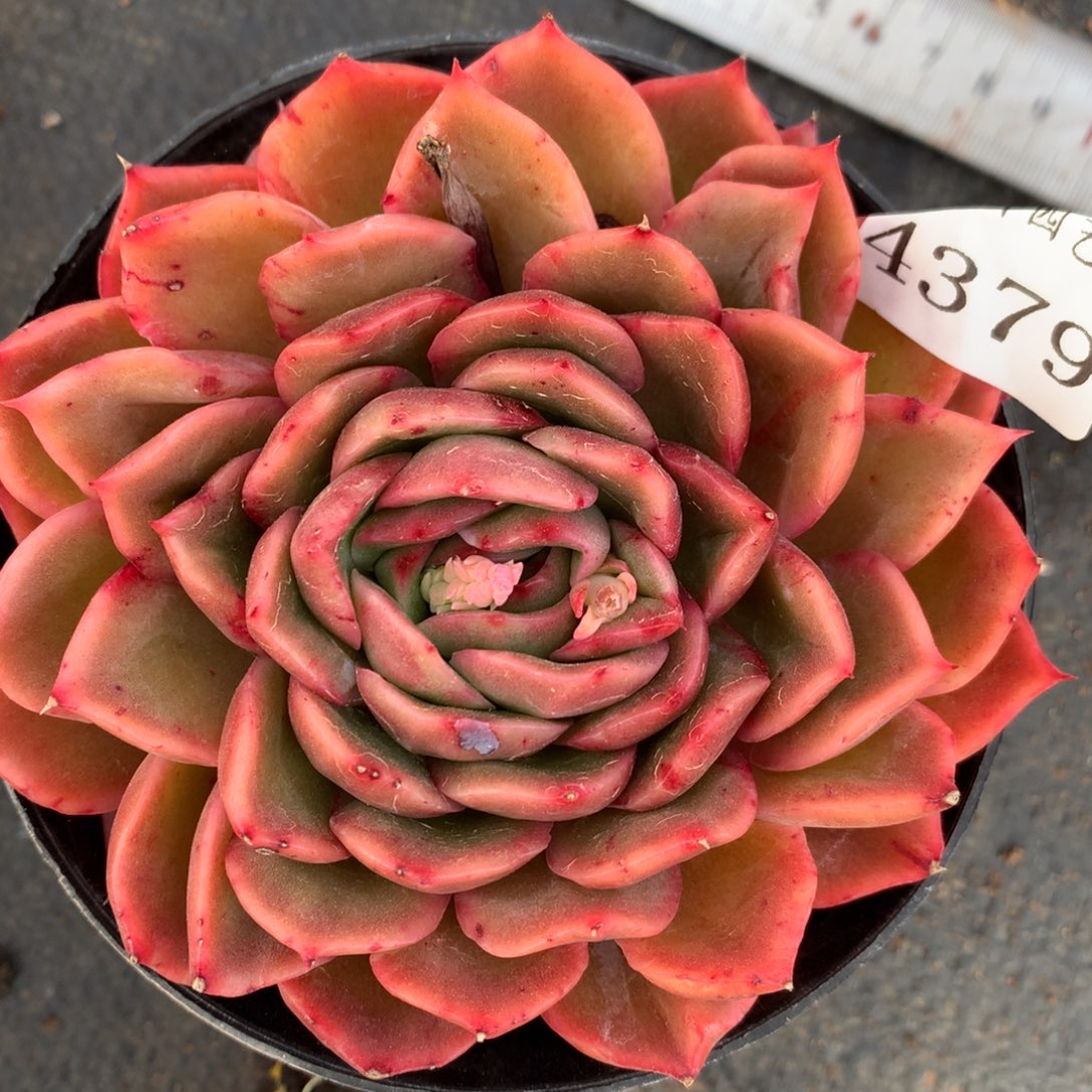 4379杂交多肉老桩