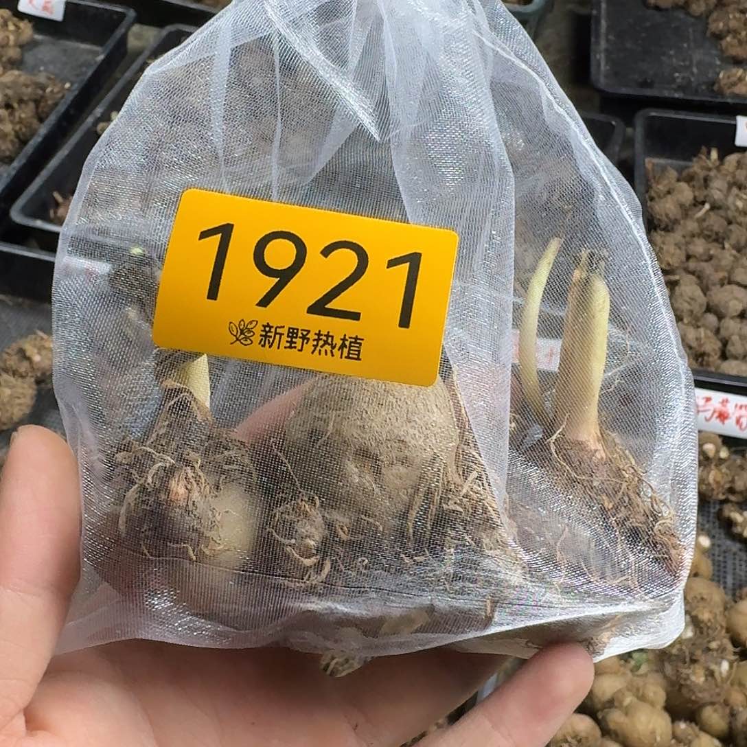 完全开放1921覆盆子裸球不售后三个