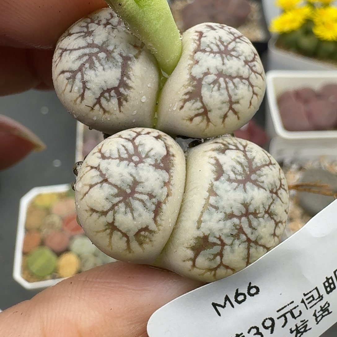 66多肉哈哈哈哈哈哈