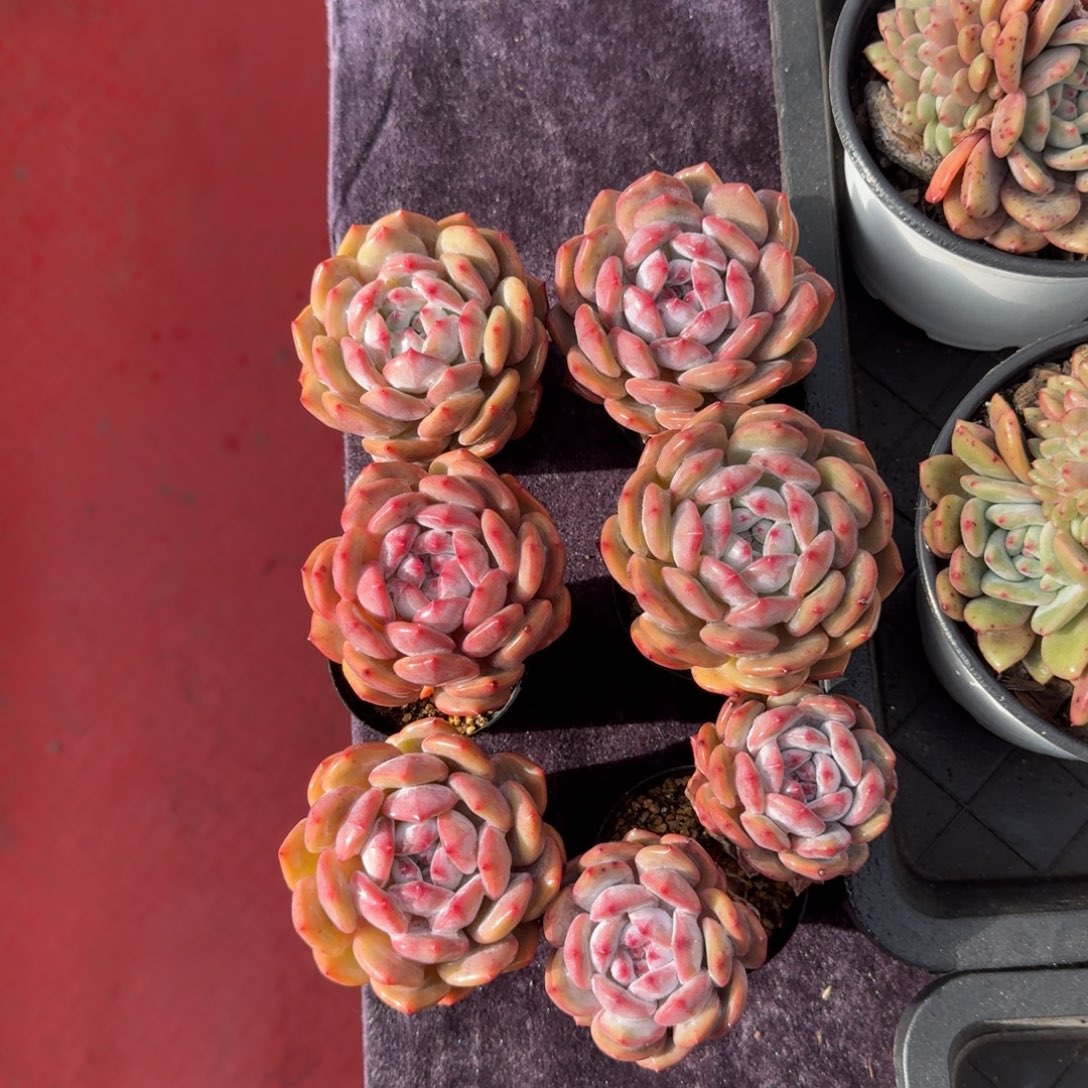 6颗一起一物一拍的