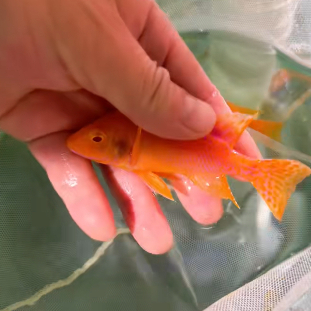 赤瞳火焰红 公 发色完美