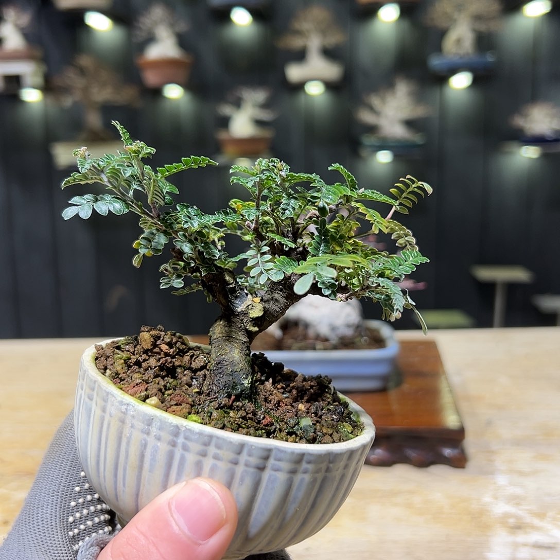 无花朵盆景进口盆栽姬山椒