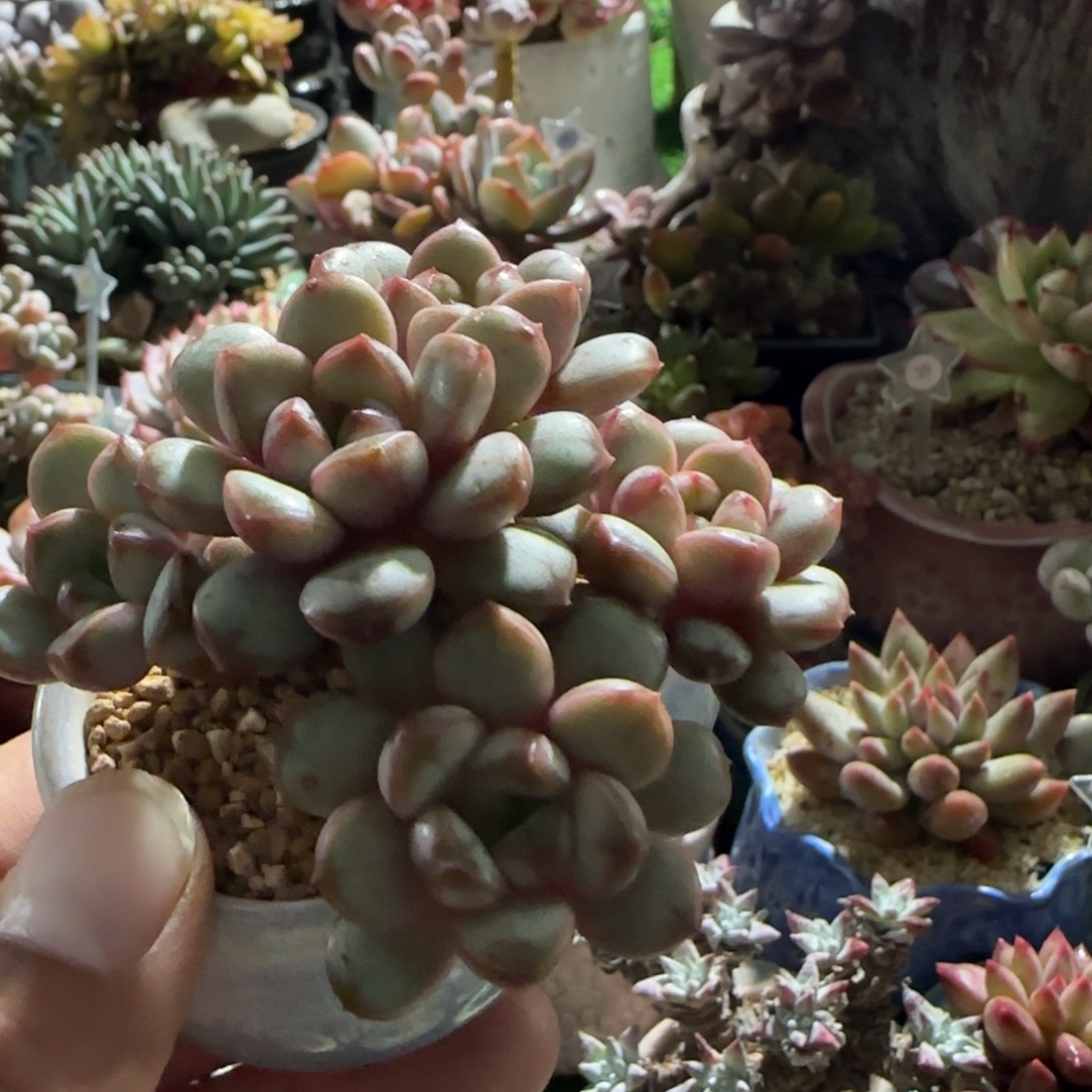 多肉植物葡萄穷生无槛