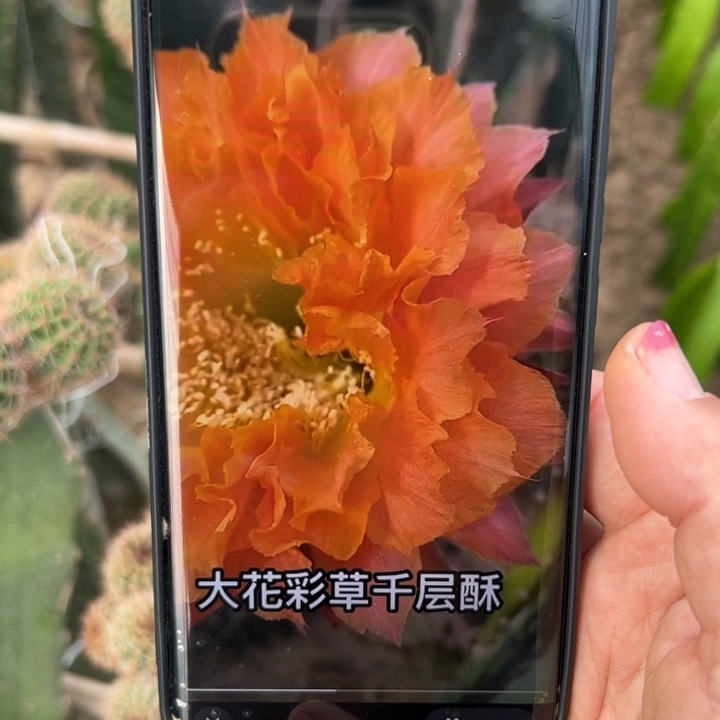 33彩草千层酥歪无根侧芽4公分左右20包邮