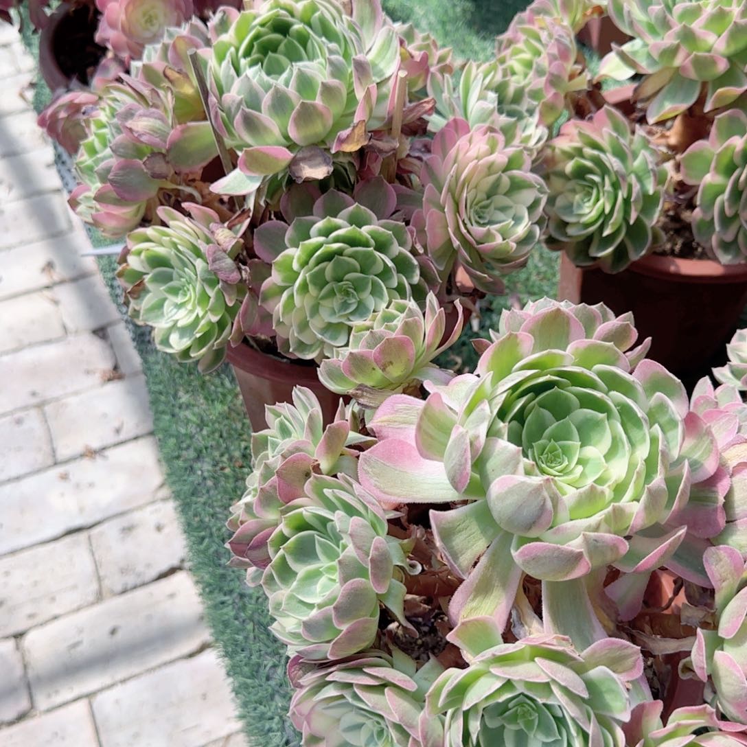 无花朵海王大号手捧