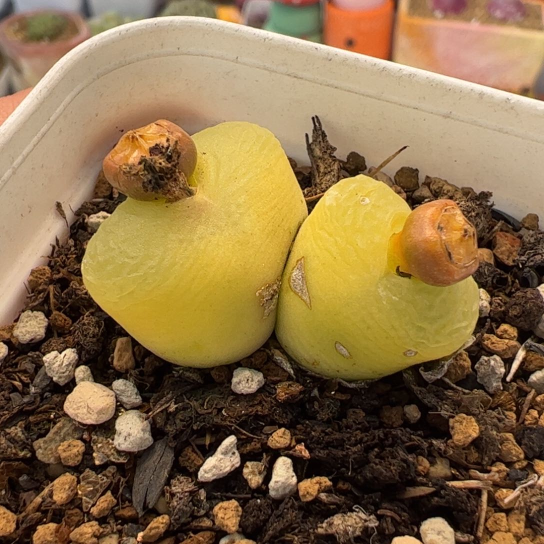 182多肉植物百科