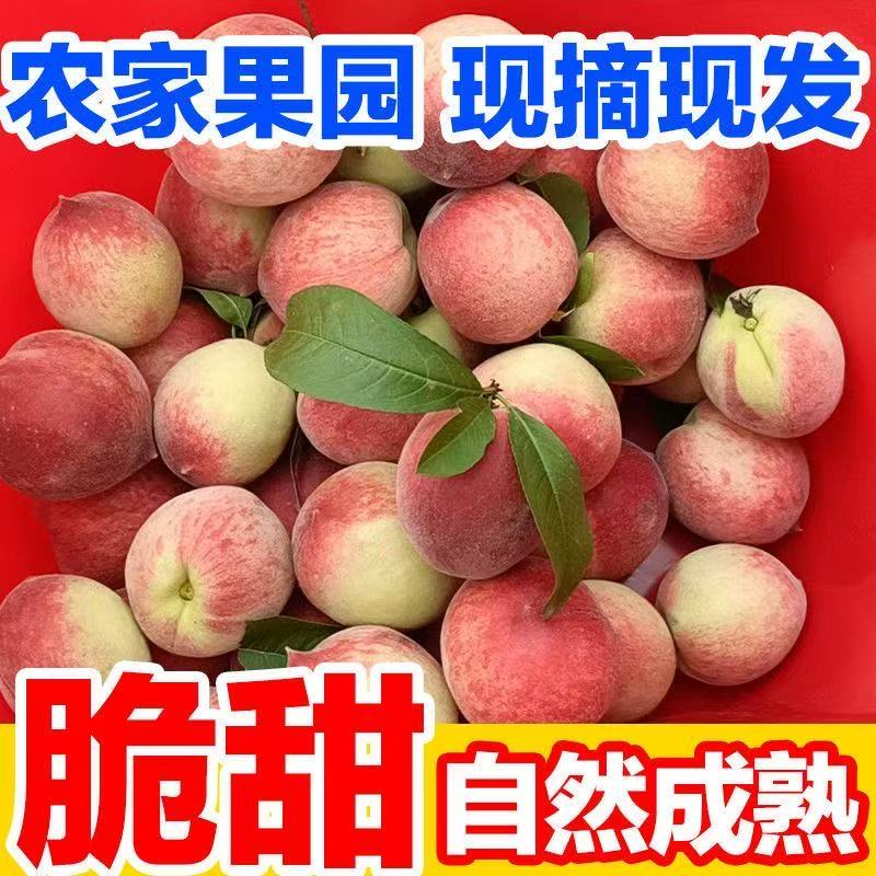 正宗高山红玉甜脆桃子 现摘现发 新鲜采摘2斤3斤5斤包邮新鲜发货四川省
