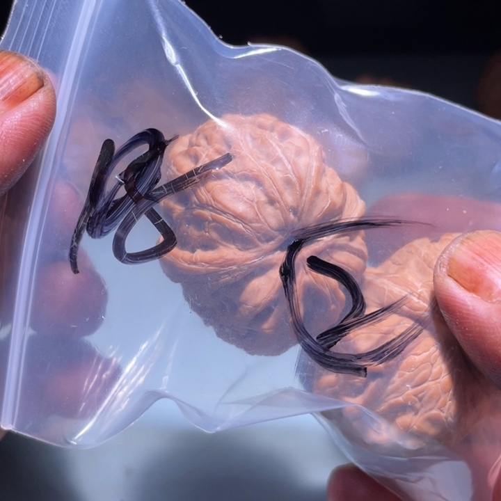 文玩核桃吊坠2呃呃呃