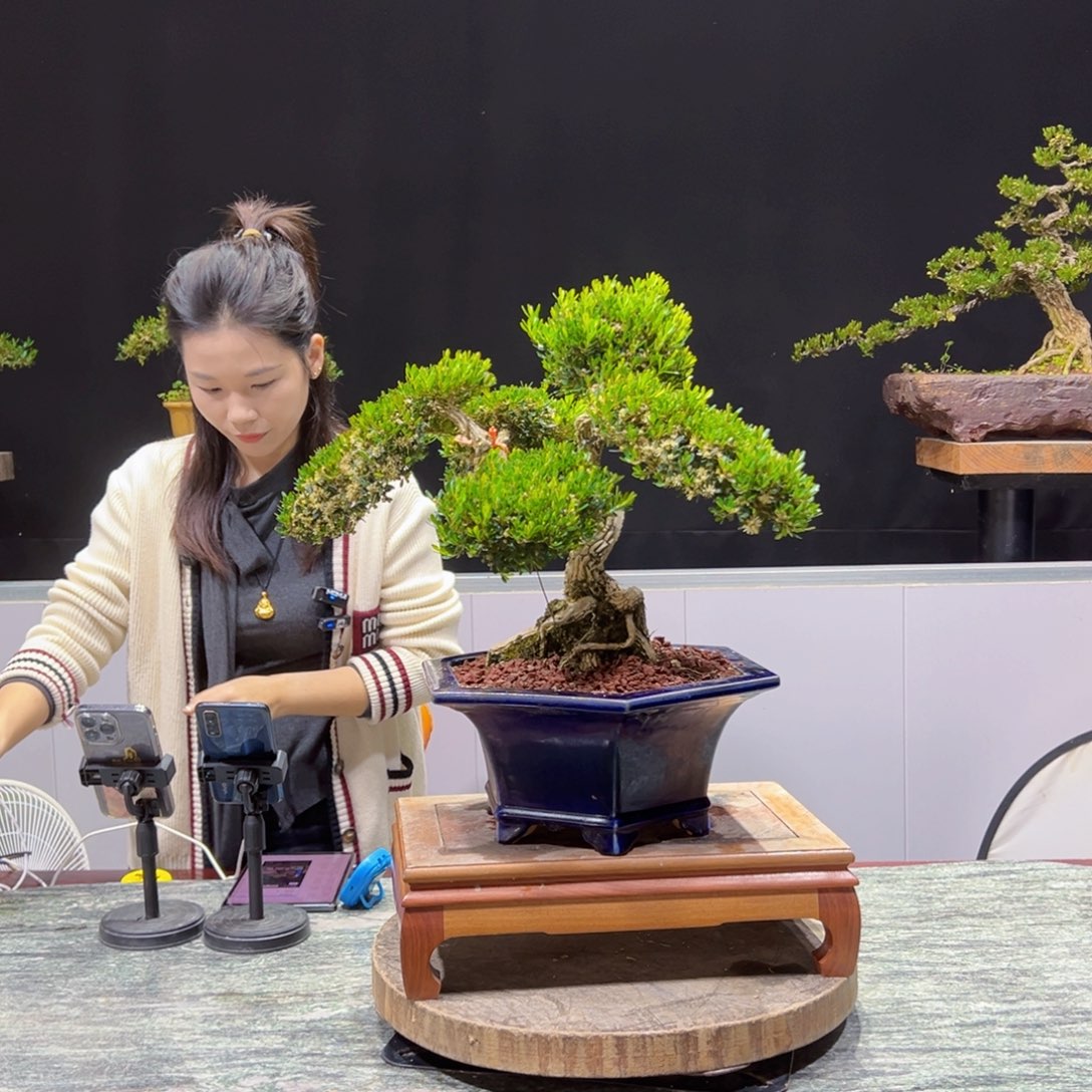 盆景盆景老字号的