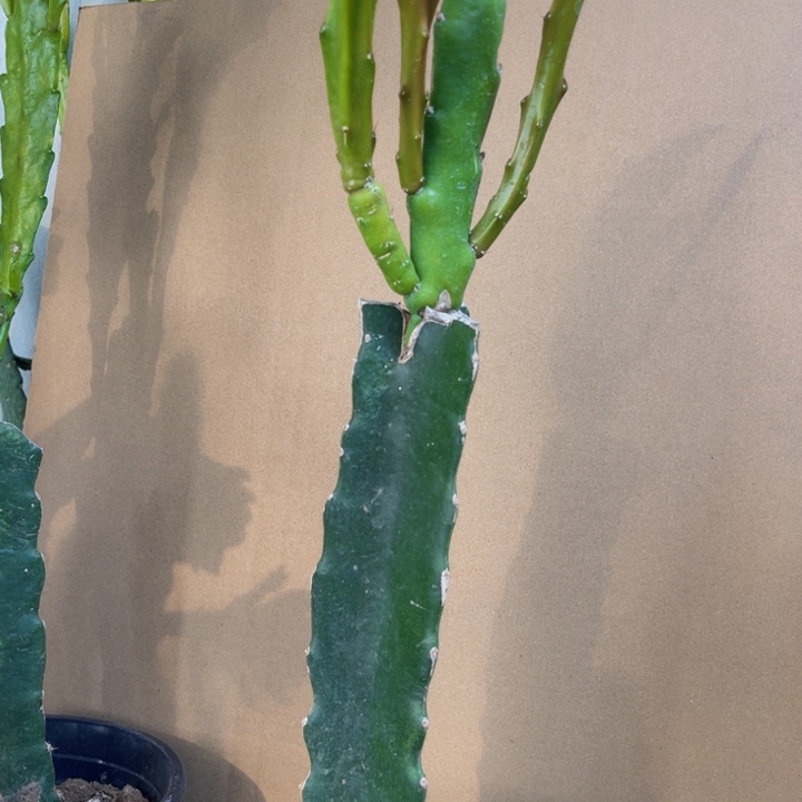 当前无花栽培后可以开花635