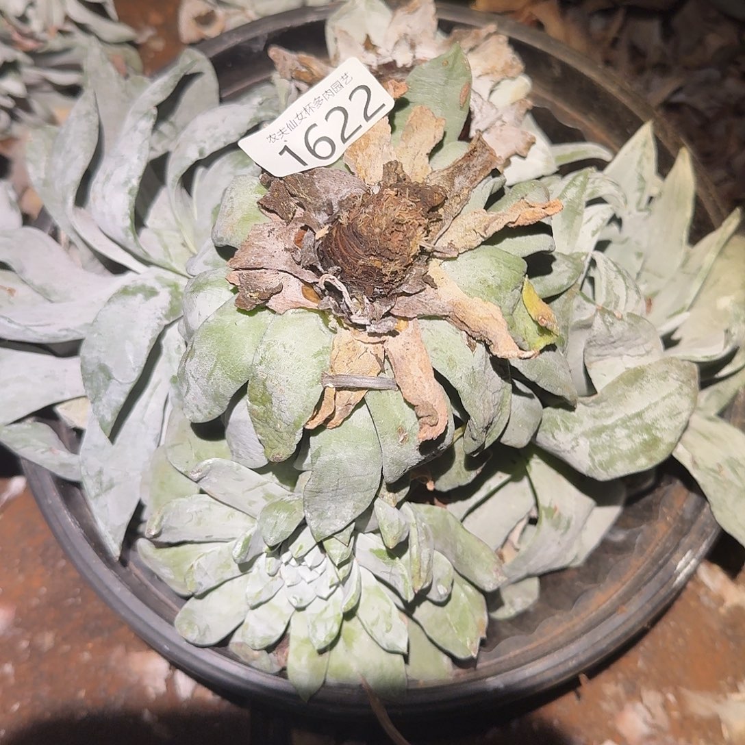 3代杂交仙女杯多哦去对处理瑕疵