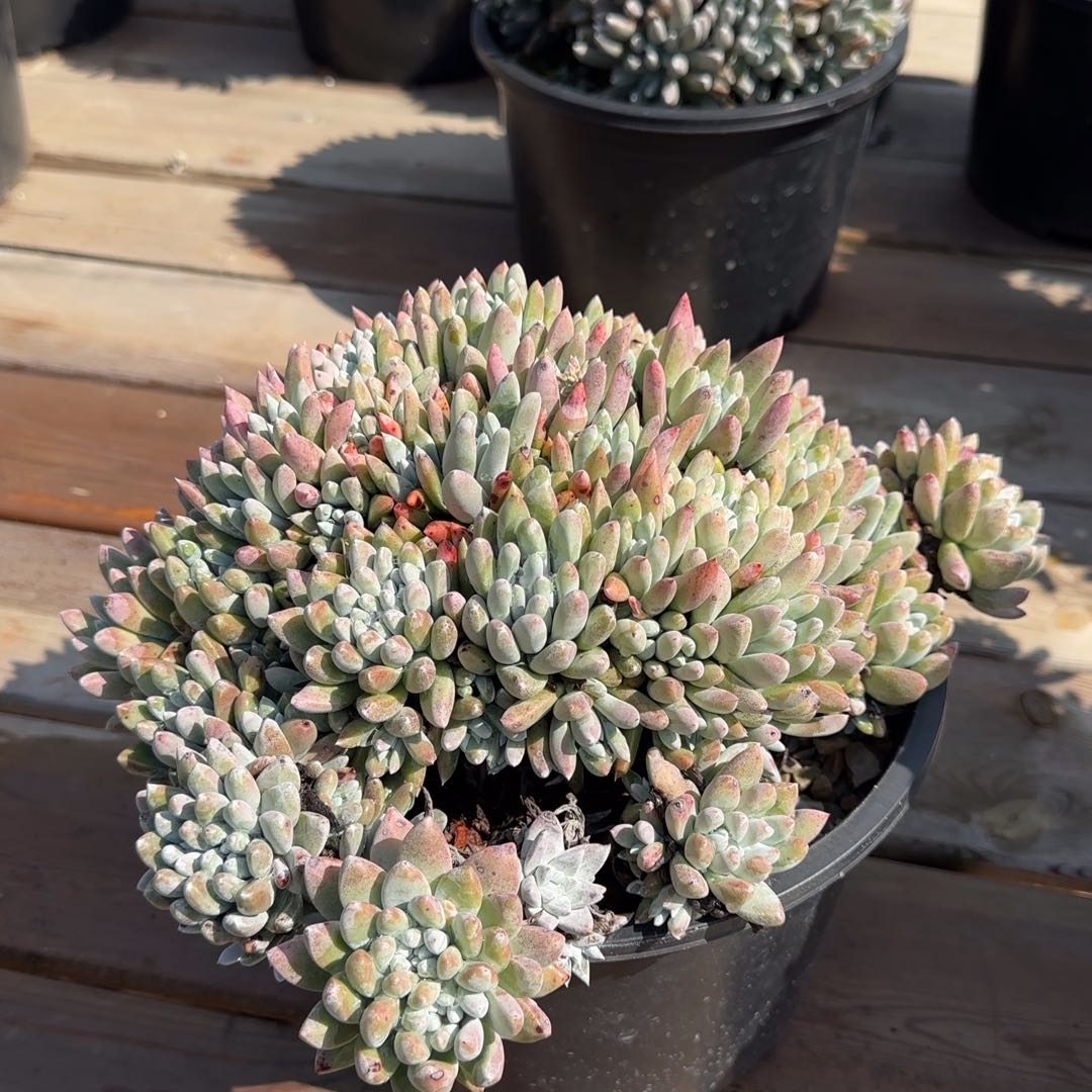 爱*250304020多肉植物仙女杯爱莲
