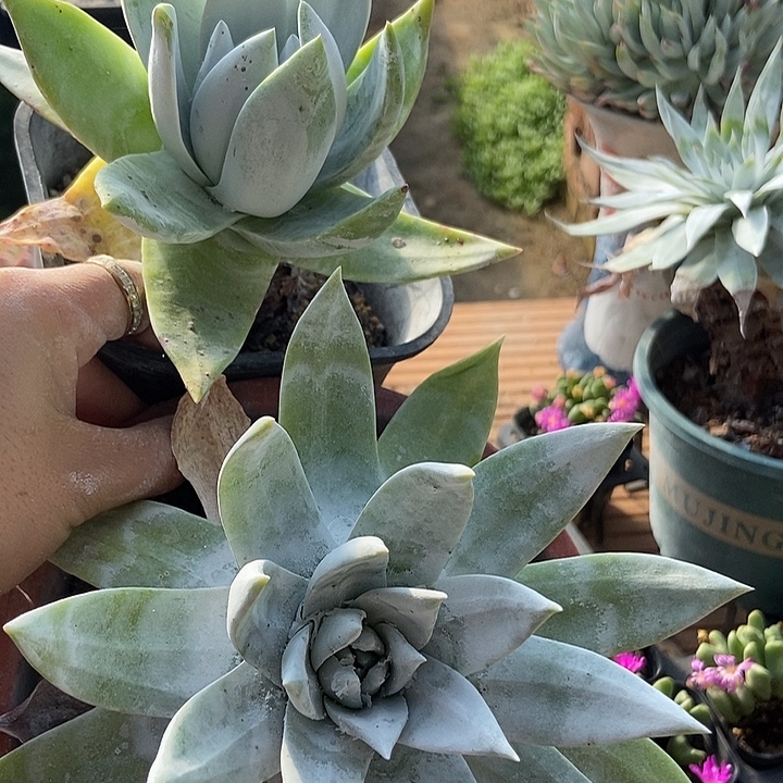 @****多肉植物一物一拍