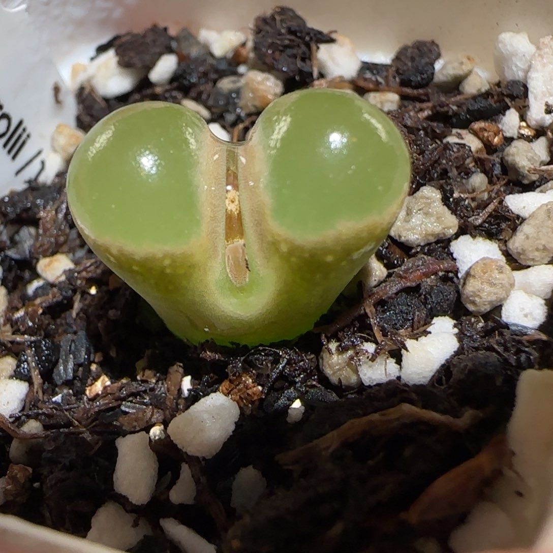 肉锥多肉植物百科25-磁铁827