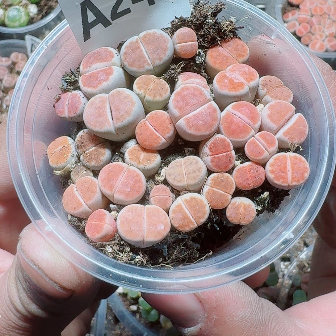 246 多植物多肉植物