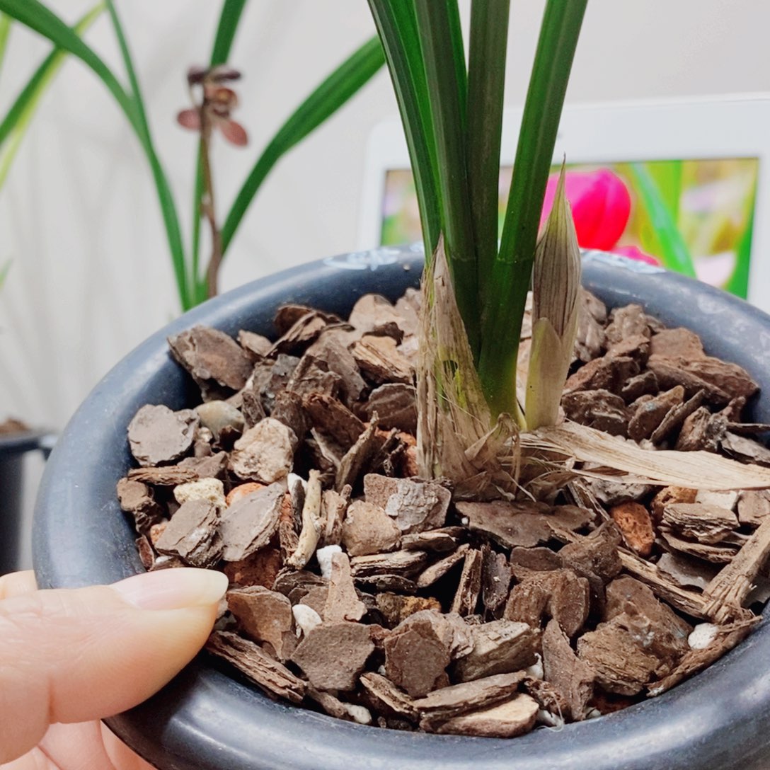 了***缘大部分花苞少量开放