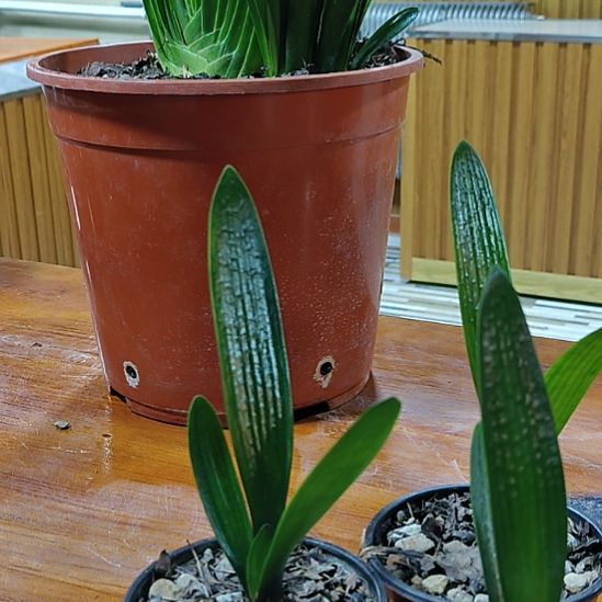 我***扬完全开放君子兰100