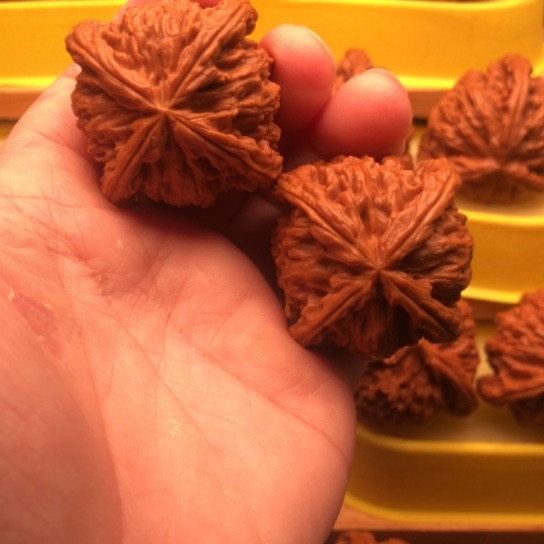 L***、核桃核桃核桃核桃核桃