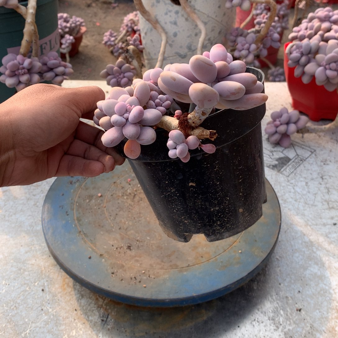 10一物一拍桃蛋老桩有断头福利款