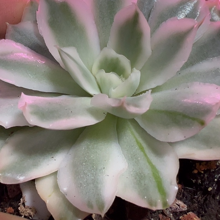 紫蝴蝶锦多肉植物量拍