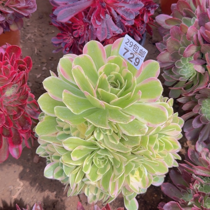冷月……多肉植物的