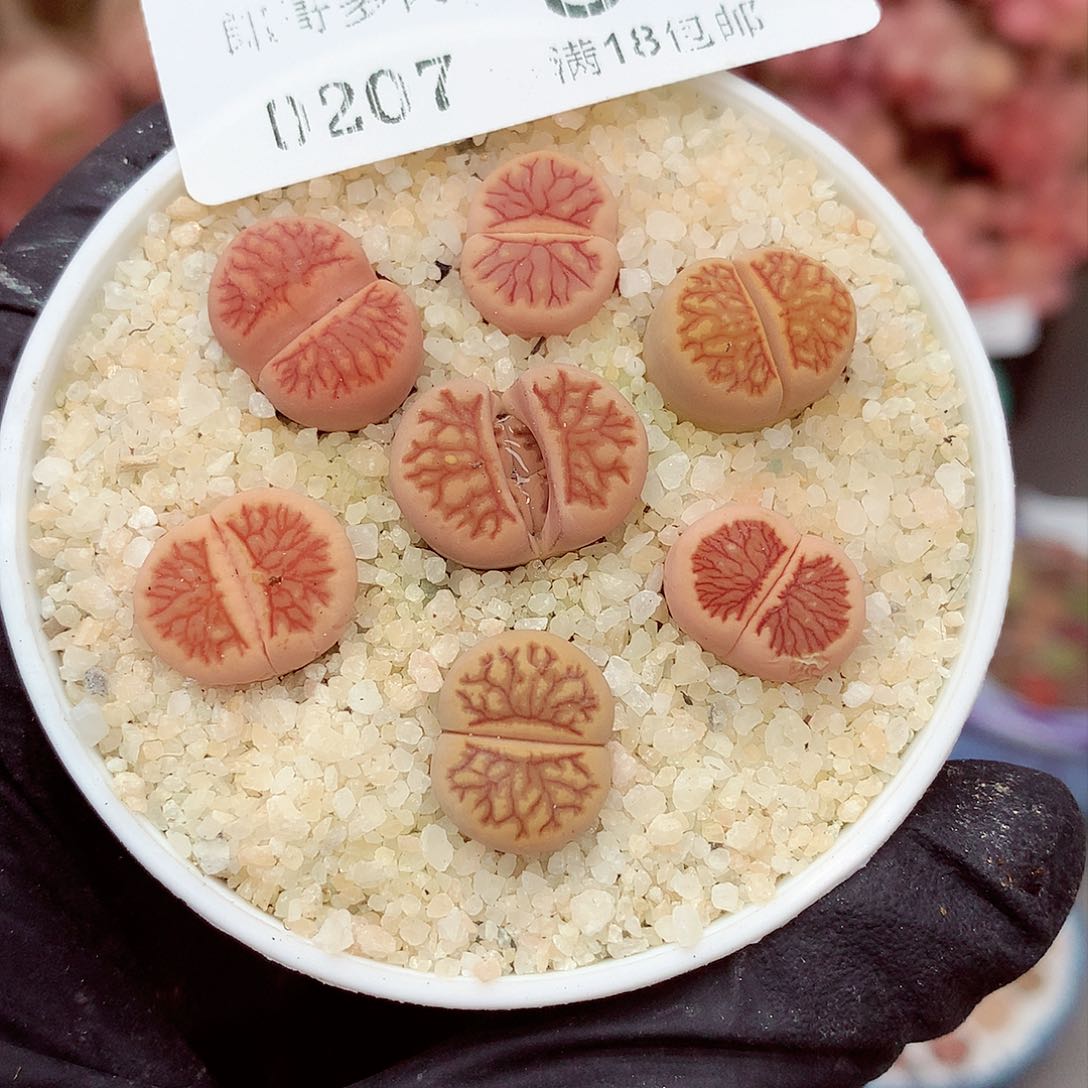 生石花满18包邮7-82