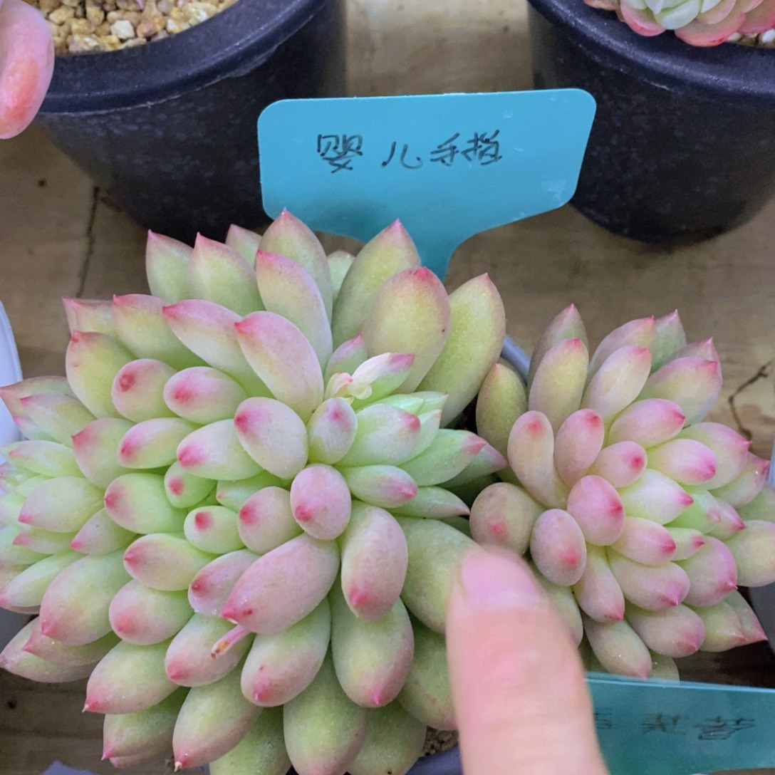 活动专场第一场，5送1