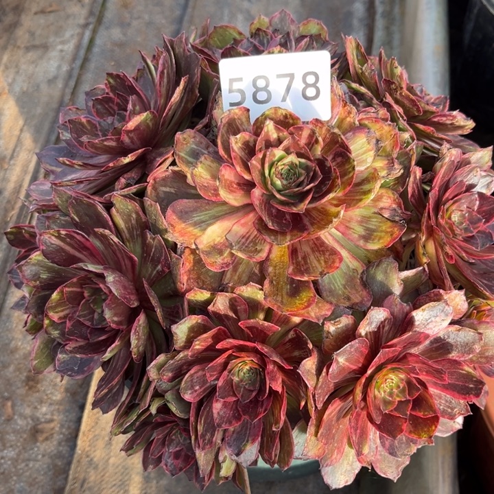 薰***草新品半夏特价多肉