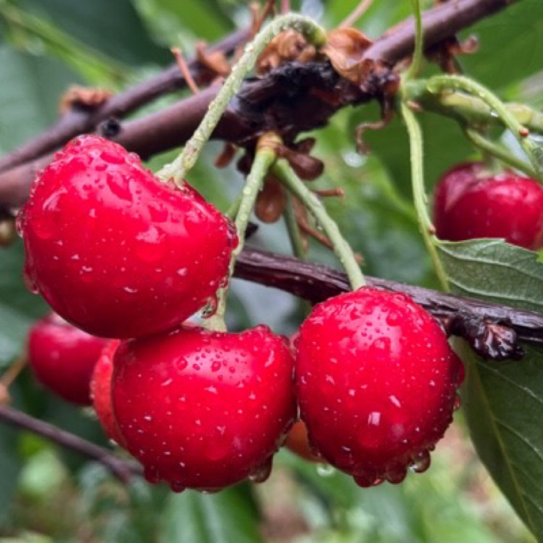 当年特级 一级车厘子大樱桃苗木新品种5棵