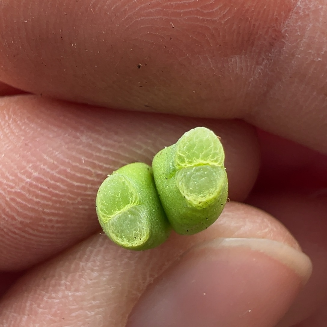 365。27214奶瓶风铃