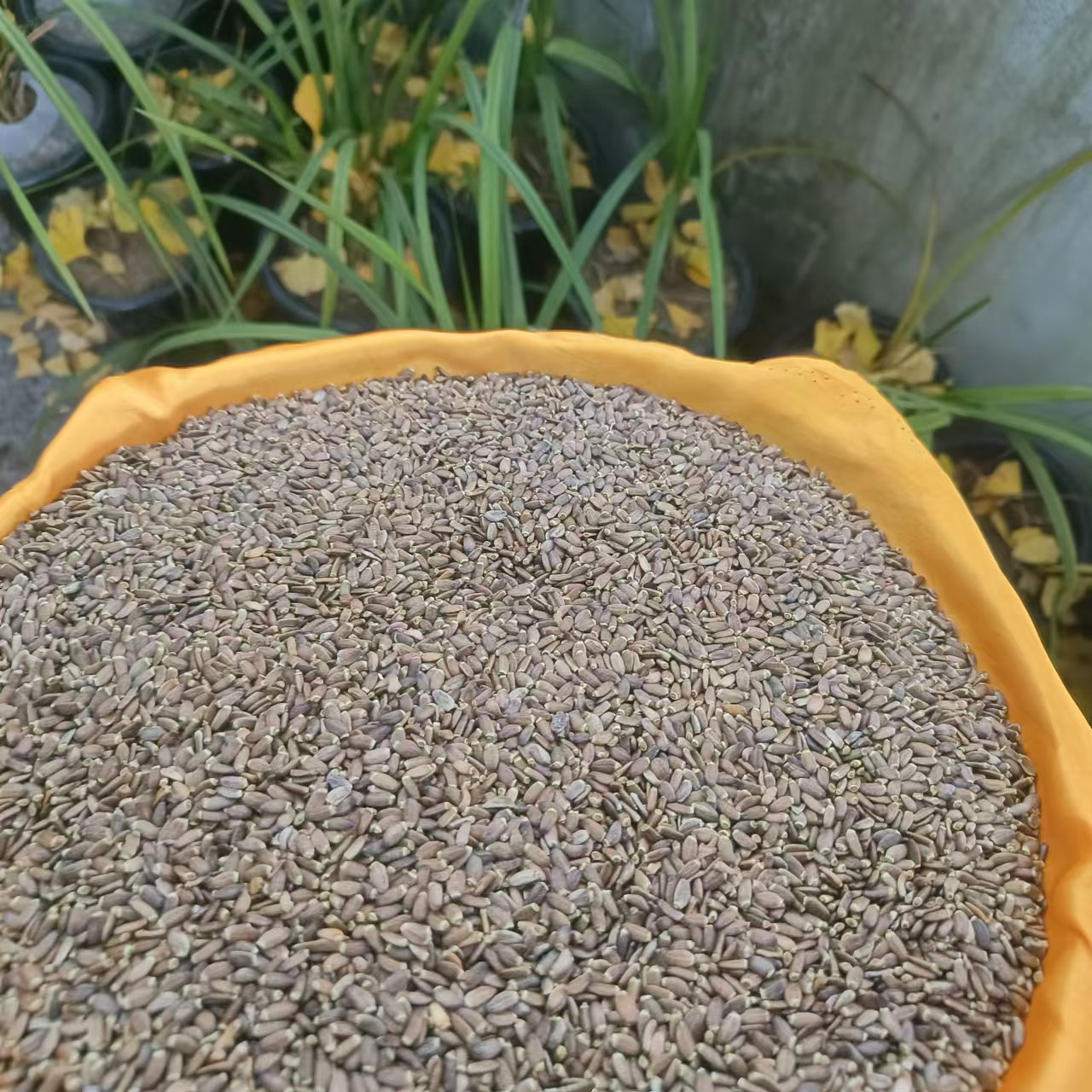 1【水-飞-蓟】净含量：250-1000g【小田现收】