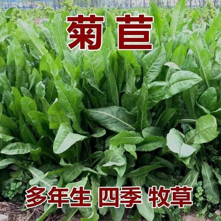 【菊苣种子】将军大叶菊苣草四季生长高产牧草种子牛免鸡鸭菜多年生商品图