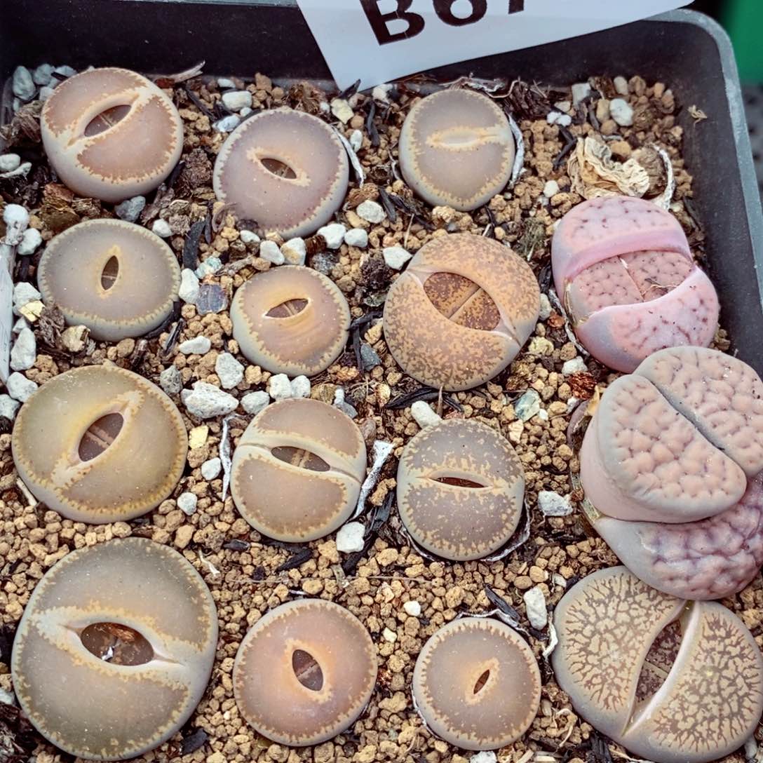 我的小姐姐们都是我的小可爱675