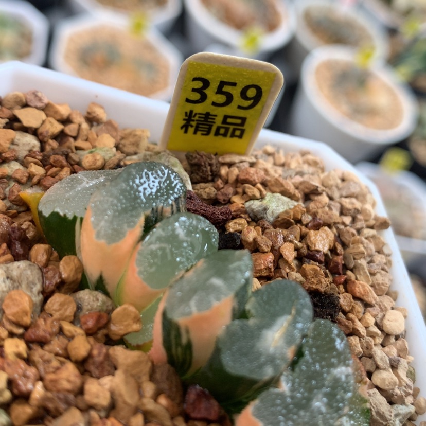 【闪购商品】359玉扇