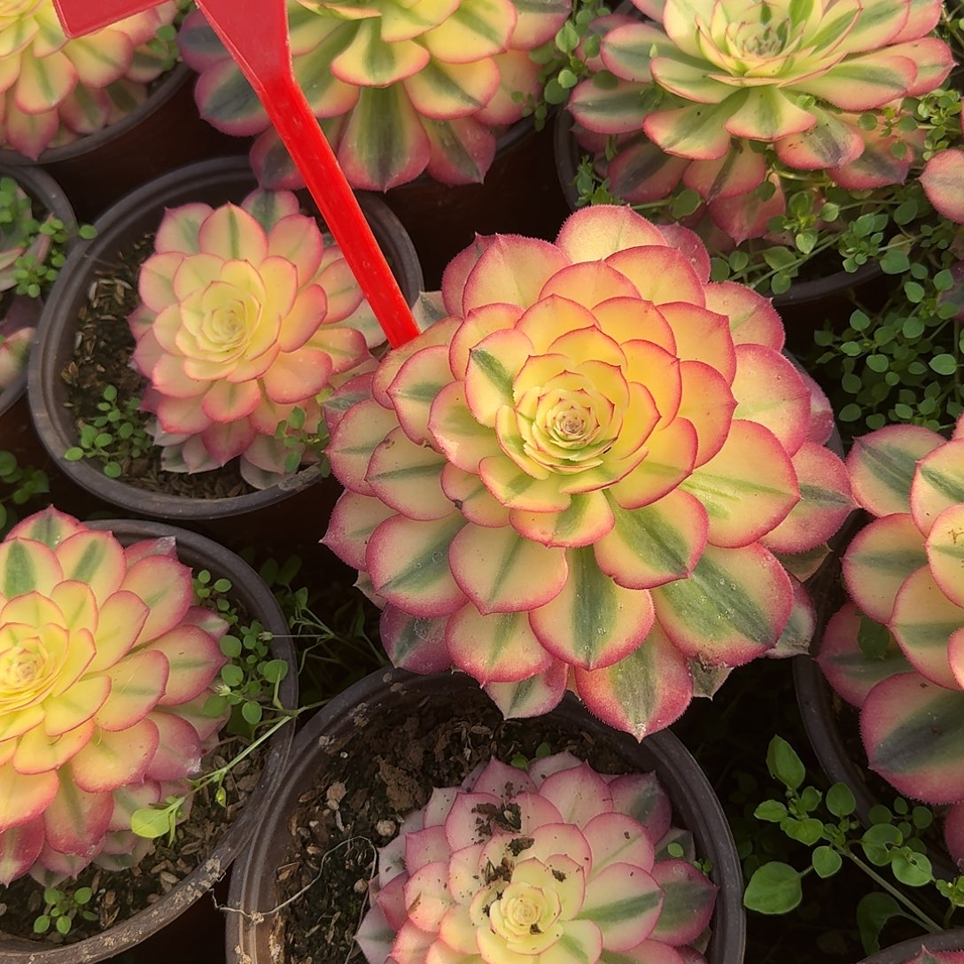 守***安4106倾城多肉法师