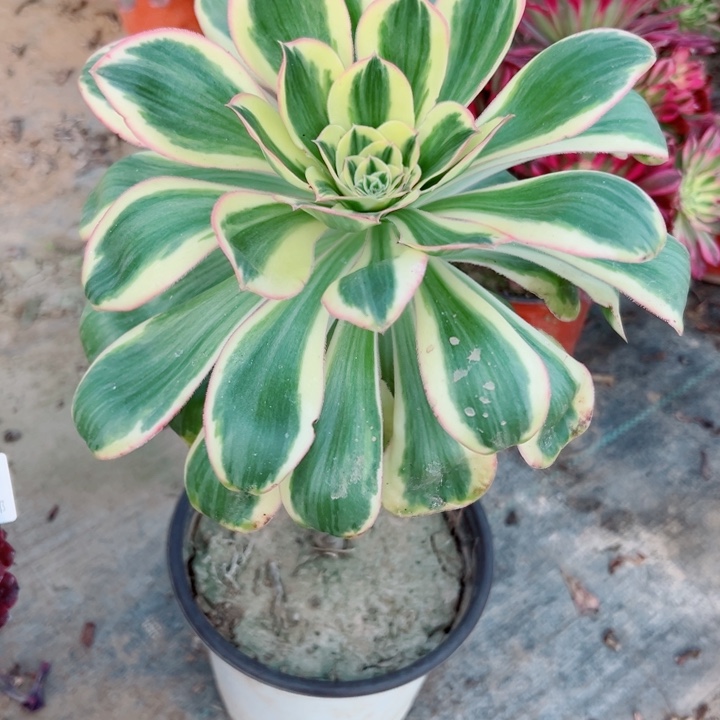 529燕姿多肉植物