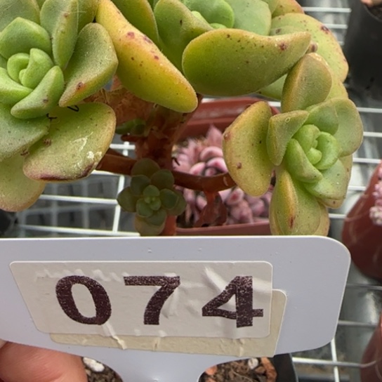 84 一物一拍多肉