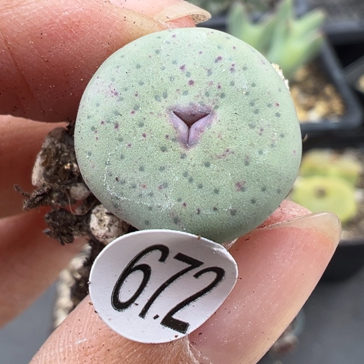 672号这颗多肉有点好看