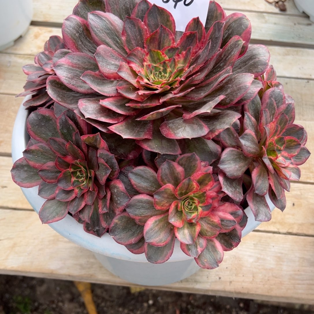 星***辰040多肉法师纳福一个