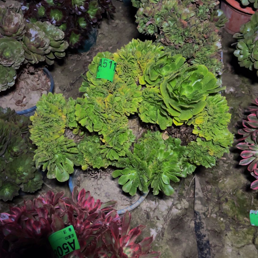 绿杨蓉缀化法师5-56