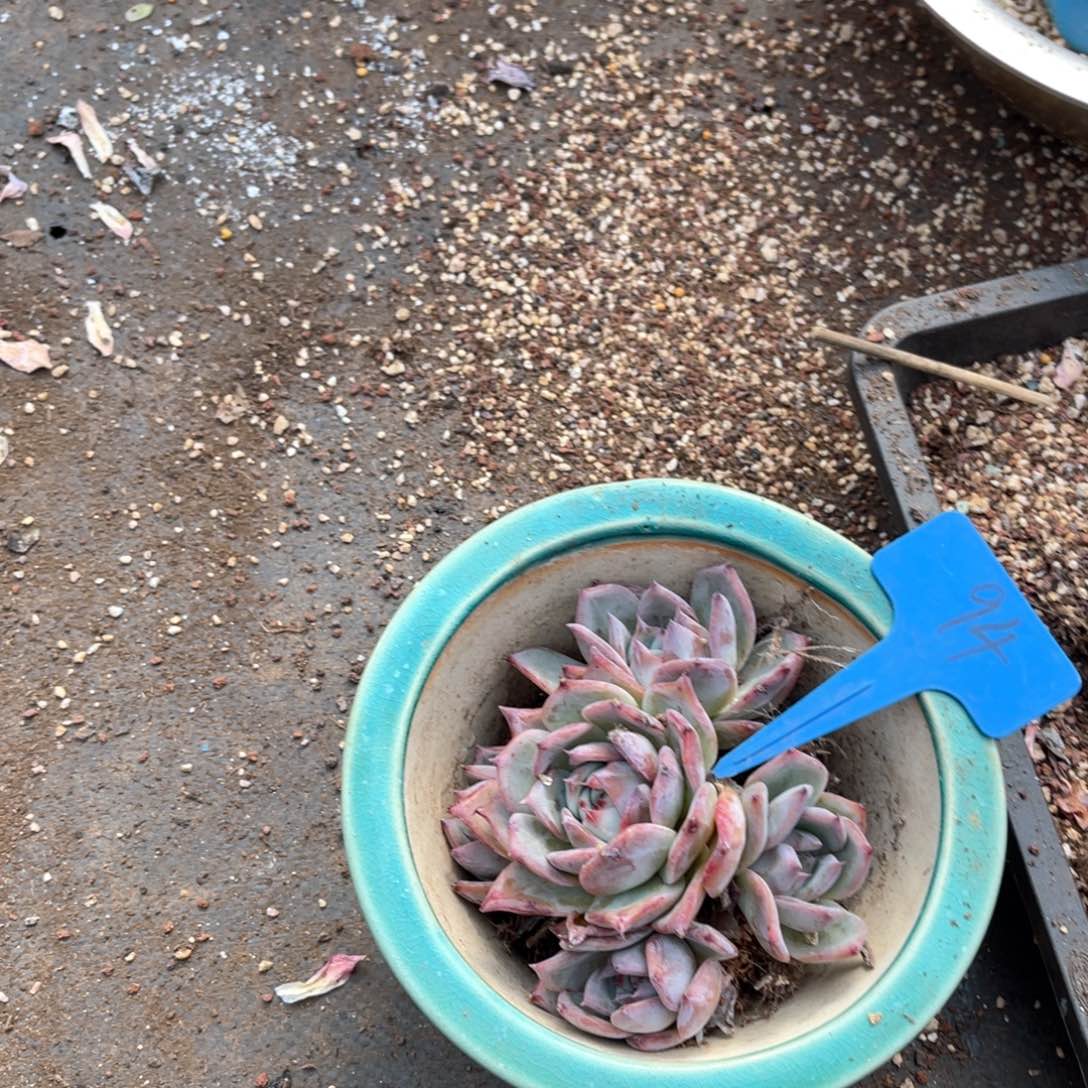 打*死0094卡多肉植物