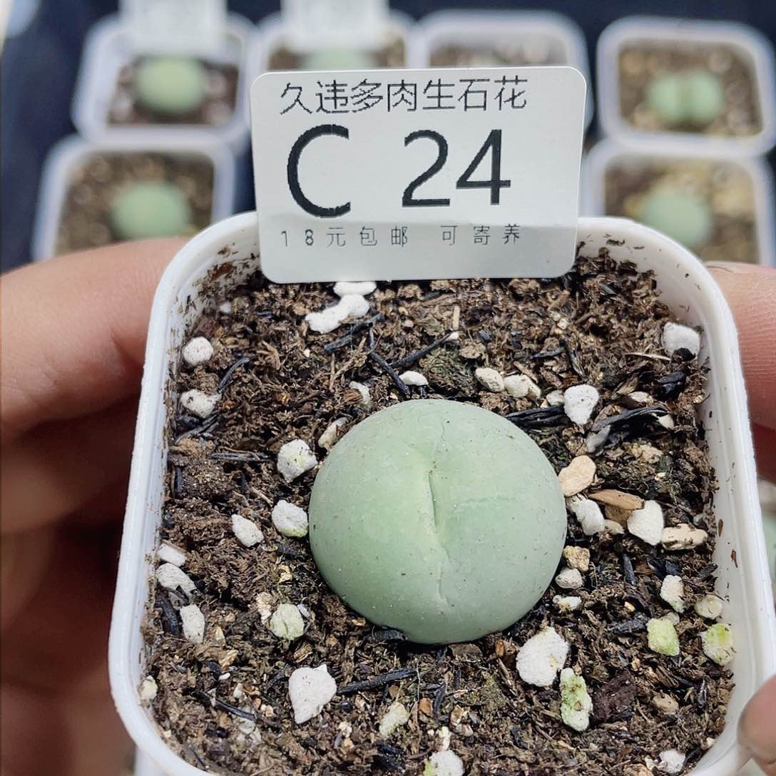 C24号，鸽子单2.2公分