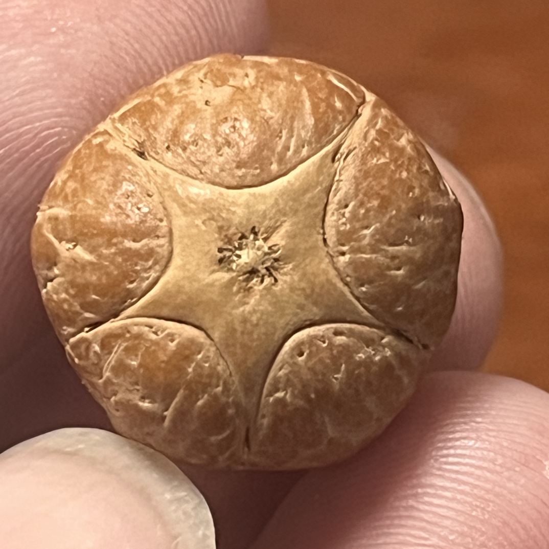 正五星，红油皮，尺寸19.8mm，厚14.6，密度好，打孔后不退不换