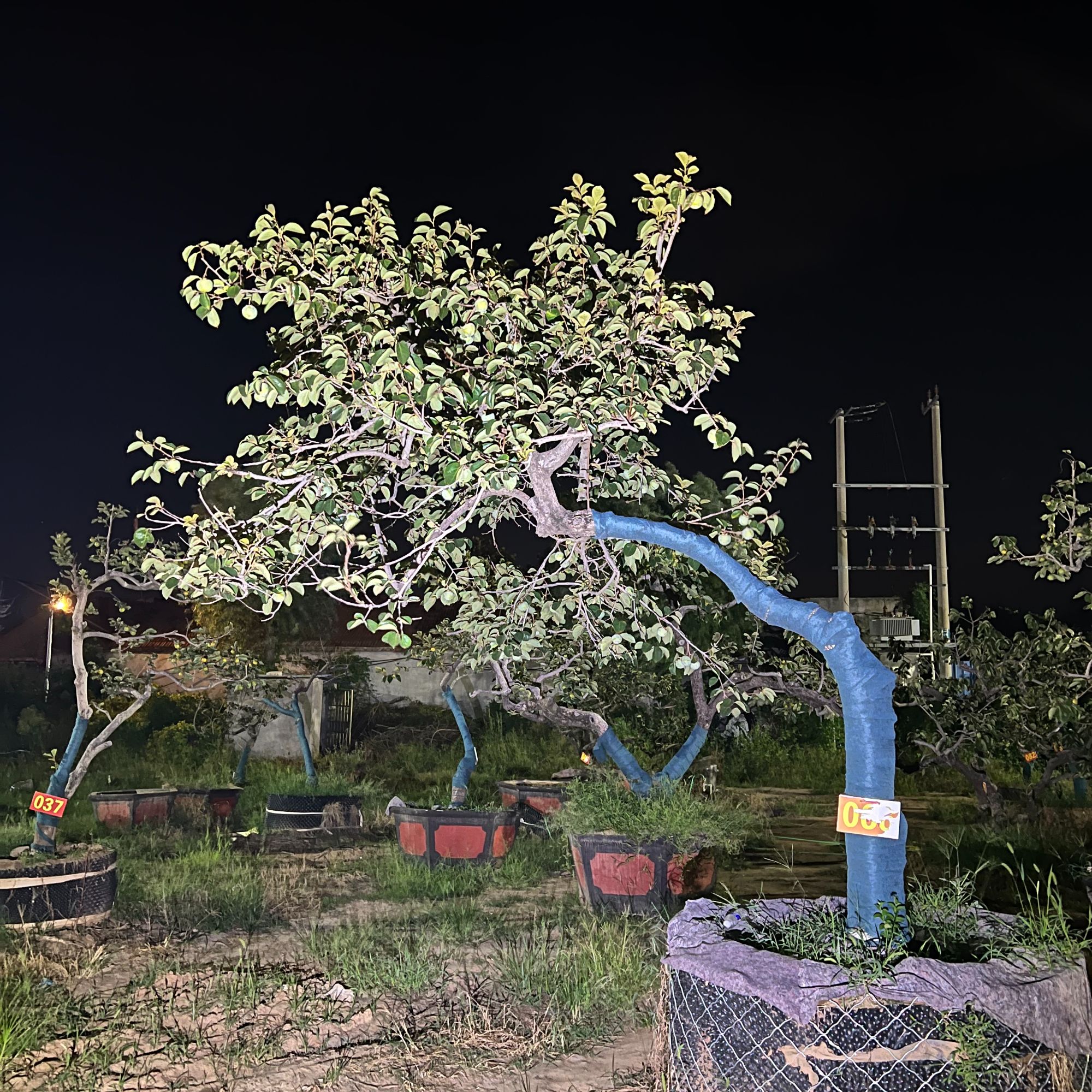 造型龙爪柿子树.盆景(一物一拍）