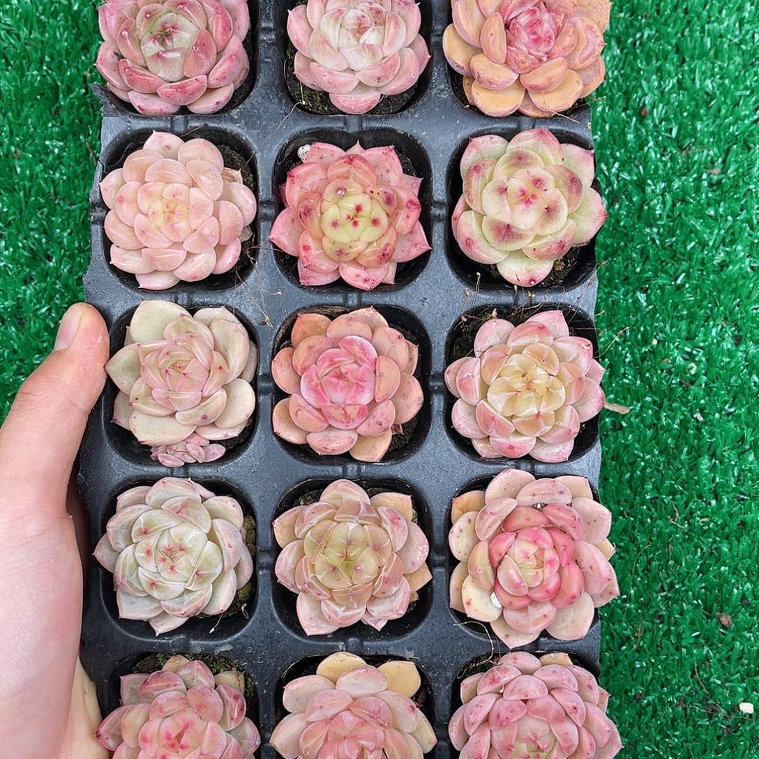 多肉一物一拍10-44