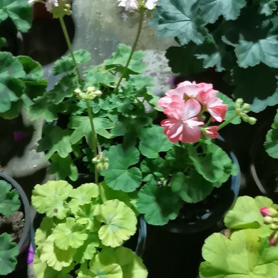 当前无花栽培后可以开花英格丽德服饰贝贝