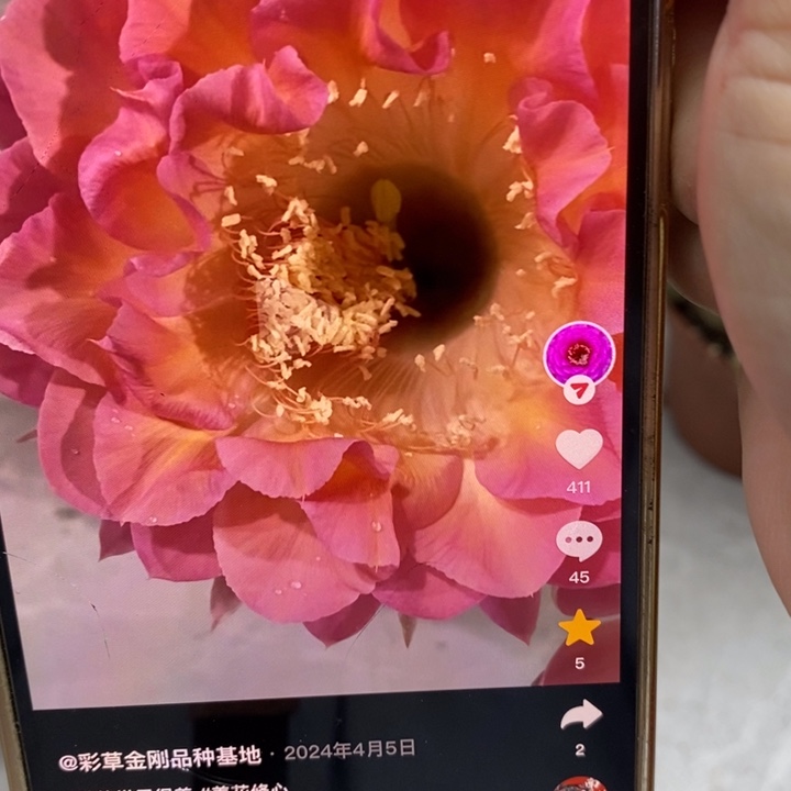 彩草小桃红群8个头