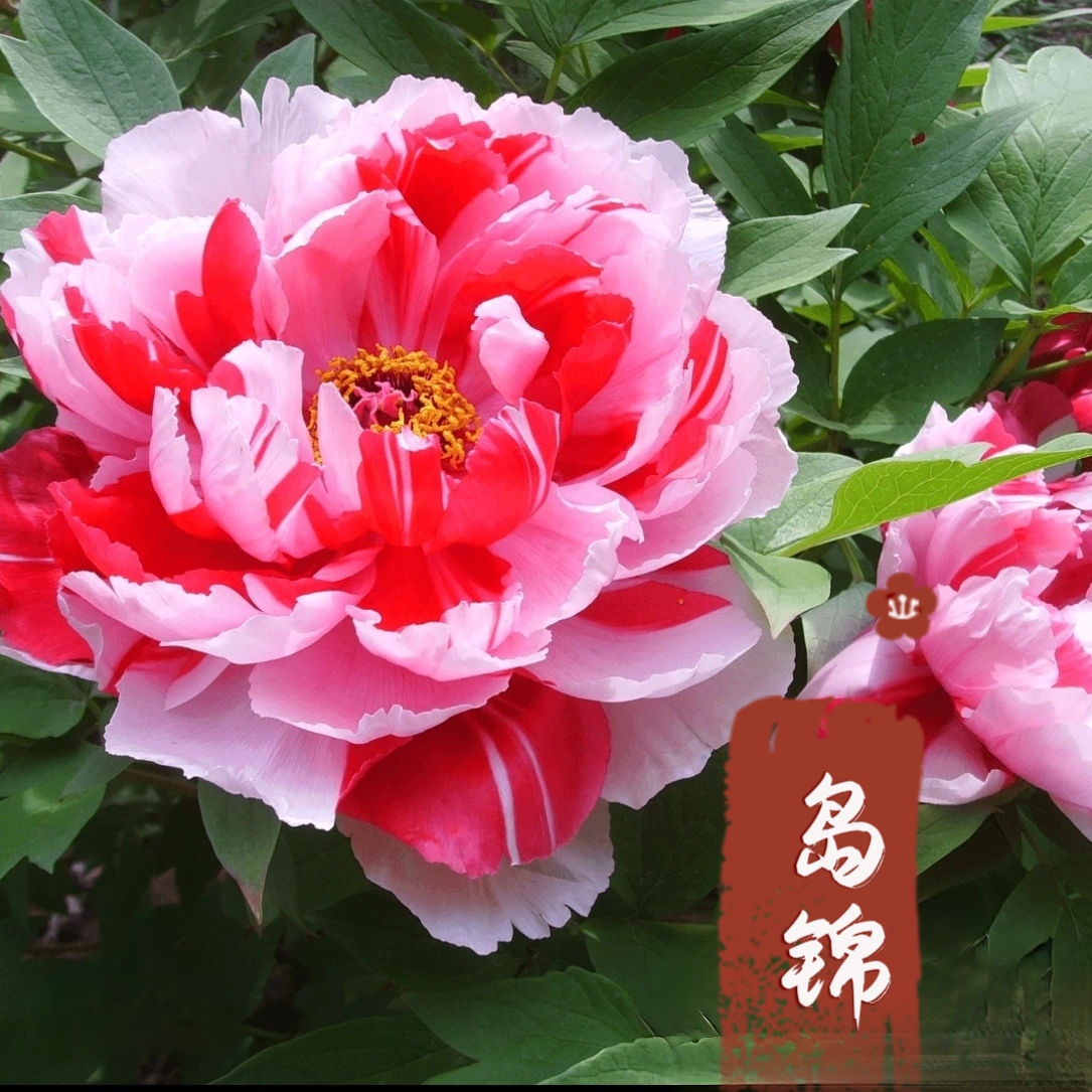 一物一拍 精品牡丹土球木架发货 轻松好养 品种齐全 
