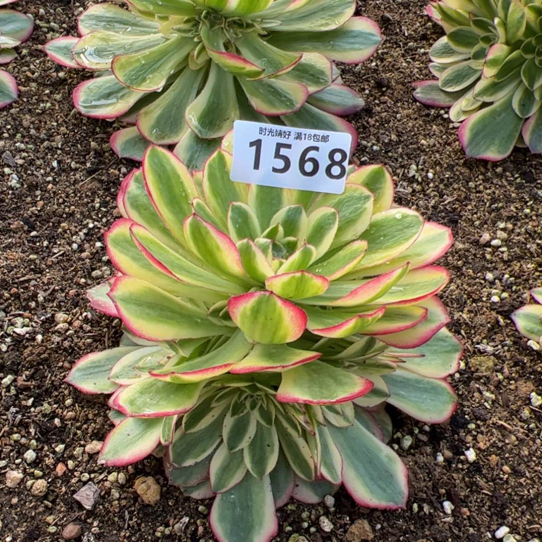 1568火龙果多肉植物